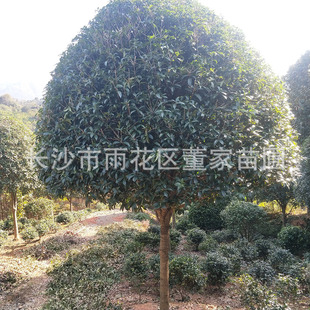 14-15ֵĸߗU 1.5׷֦ĄeþƷߗUֱN