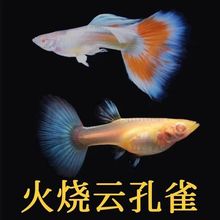 火烧云孔雀鱼精品纯种大尾好养耐活凤尾鱼小型热带鱼渔场直销批发