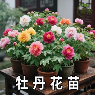 ĵ����������������Ϙ���ș�������Ի��玧ѿ���N���ͺ��ذ껨��