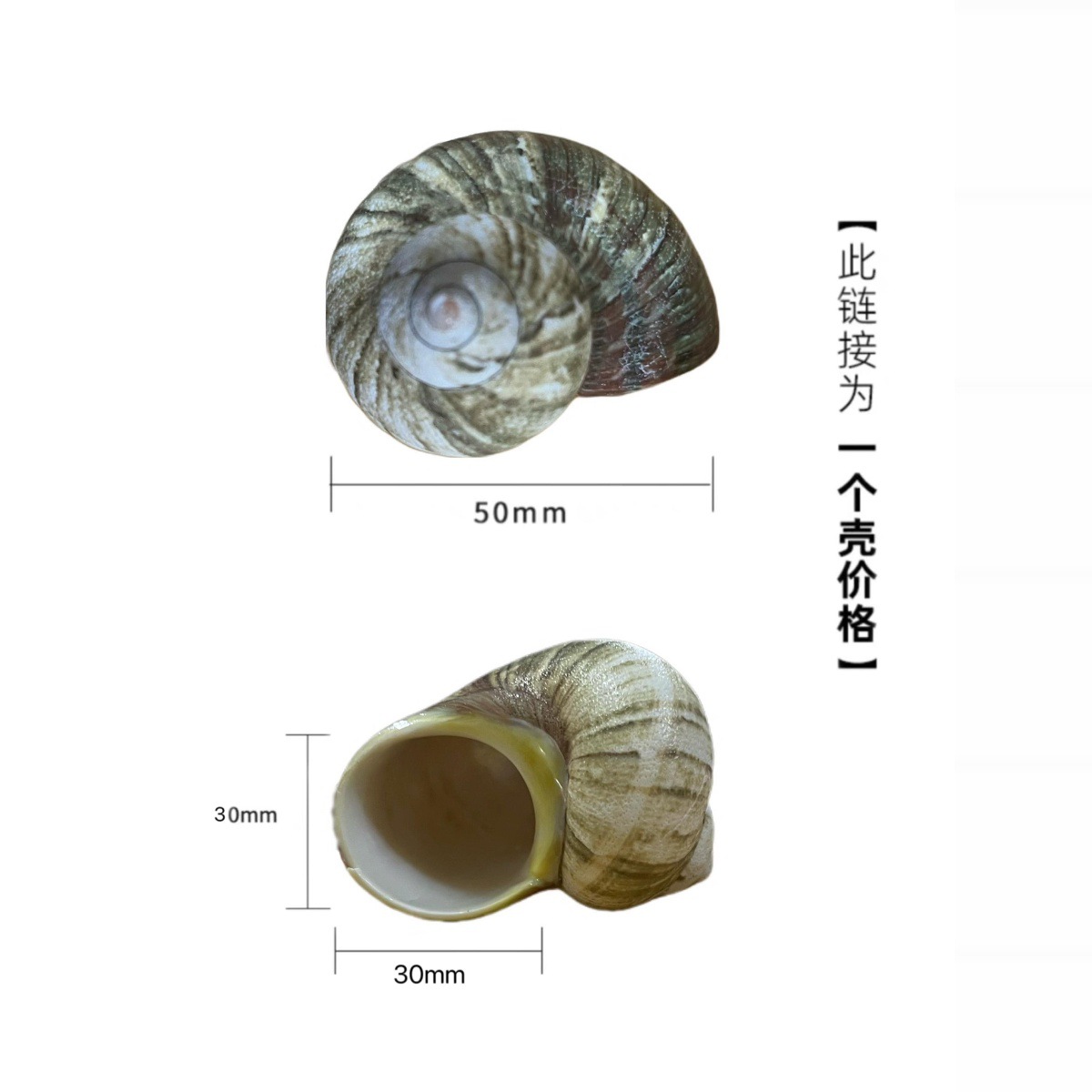 그린 오로라 달팽이 4-5cm 게