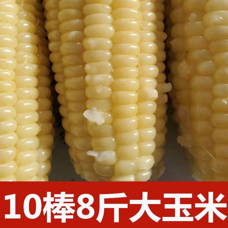 Northeast Corn Waxy corn cob Quick-freeze Corn Quick frozen waxy corn White corn Fresh corn stick 10 Stick 8 catties