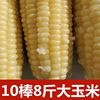 东北玉米糯玉米棒速冻玉米 速冻糯玉米 白玉米 新鲜玉米棒10棒8斤|ru