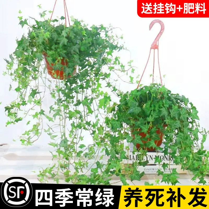 Зеленое комнатное растение в горшке с плющом, подвесная орхидея, подвесное растение для балкона, поглощает формальдегид, вечнозеленое и легкое в уходе, вечнозеленое вьющееся растение.