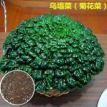 乌塌菜种子高钙保健蔬菜养心菊花菜种子春秋四季播农家易种蔬菜种