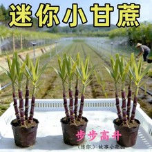 ����С�������Կ͏d�҃�����ֲ���̨���ܾGֲˮ��������N��ʳ��