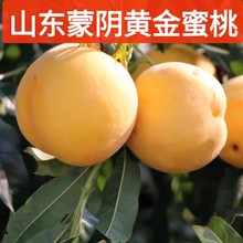 2025ɽ�|����S�����rˮ�������S�������Së��4.5���������ˮ��