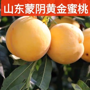 2025ɽ�|����S�����rˮ�������S�������Së��4.5���������ˮ��