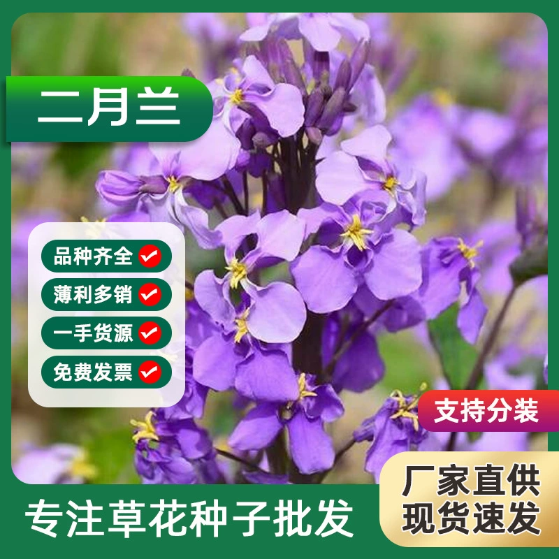 Февральская Орхидея многолетние оттенки-стойкие морозостойкие семена цветов Под лесом в горшке Zhame капустный двор открытый осенний посев семян цветов