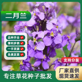 二月兰多年生耐阴耐寒花籽林下盆栽诸葛菜庭院室外秋天播花卉种子