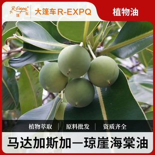 ���º�����Calophyllum�R�_��˹���M��ԭ�����l��Ħֲ����A��