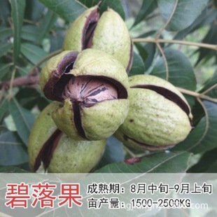 �޽Ӻ��Ҙ���������ϱ����Nֲɽ������8518���Ա�����Ƥ����Y��