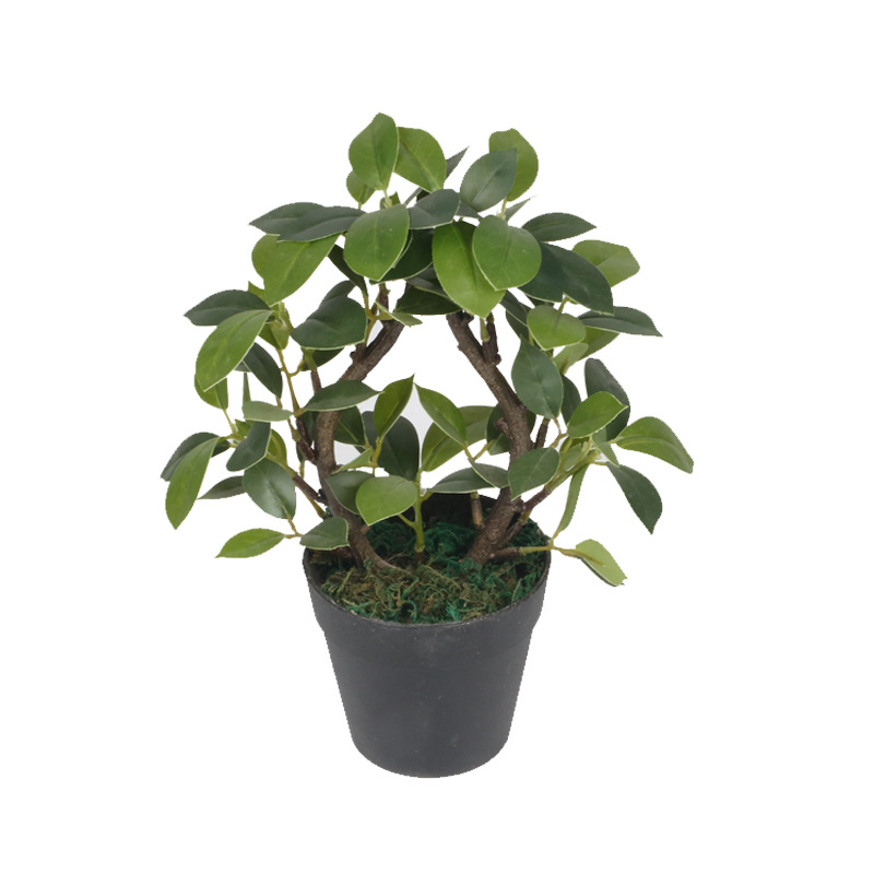 XRS-156 迷你榕叶4号盆栽87叶0 (2).jpg