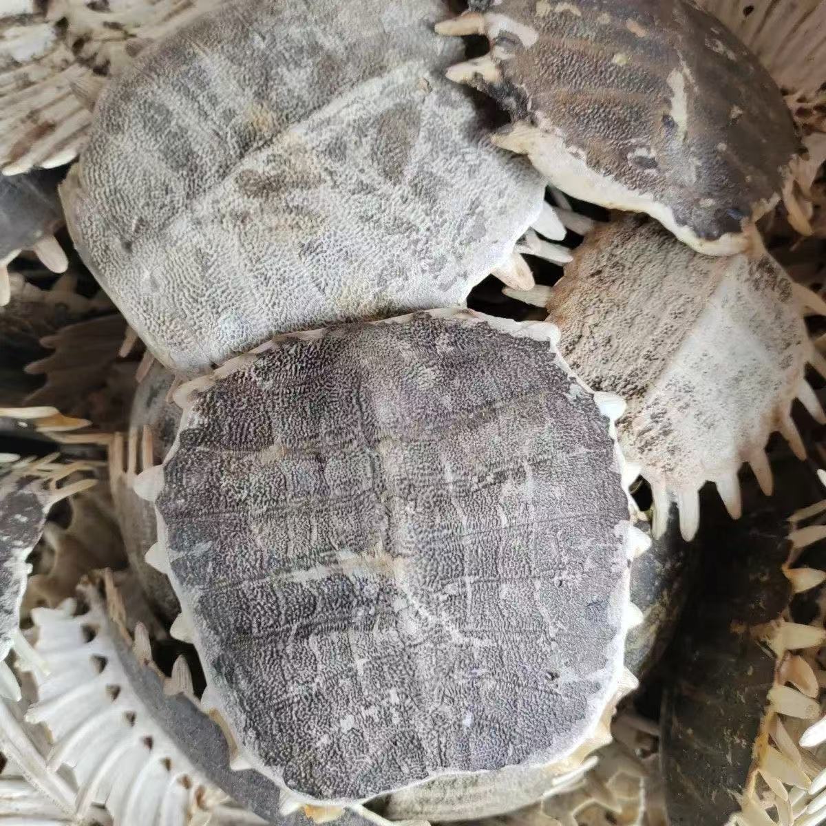 Bie Jia (Trionyx sinensis) Dried Turtle Shell Pieces — Traditional Chinese Herb, 500g quality and texture