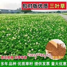 白三叶种籽红三叶草籽三叶草种子幸运草四季常青耐寒绿化草坪草籽