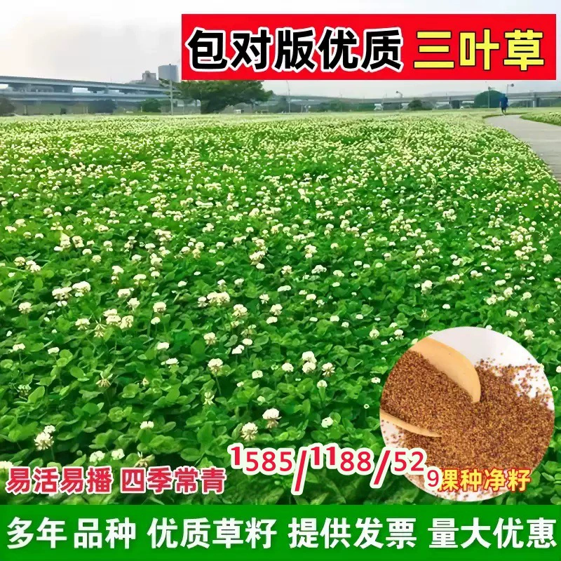 Семена белого клевера семена красного клевера семена клевера счастливая трава вечнозеленый морозостойкий зеленый газон семян трав