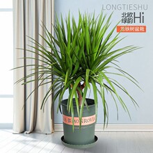 ��횘���;Gֲ���Զ��^��Ѫ�����F��lؔ���҃ȿ͏d����ֲ���辰