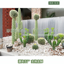 仙人掌仙人柱龙舌兰金琥球沙漠多肉植物耐晒干旱花园庭院造景盆栽