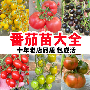 �����簫�����t����������ǧ���N�����������}Ů��������N�߲���