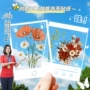 秋天植物收集手工银杏