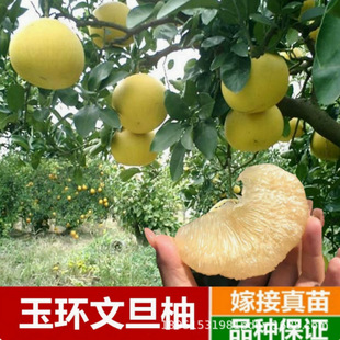 Siam Red Taiwan Madou Wendan Pomelo Tree Saplings in the North and South Courtyards Bear Fruit in the Same Year