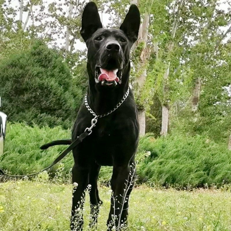 纯种墨界黑狼犬幼犬活体双血统黑狼猛犬护卫犬防爆犬小黑狗大型犬-阿里巴巴