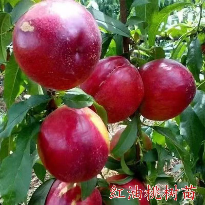 嫁接红油桃树脆甜盆栽矮化南北方油蟠桃阳台耐寒室内外带土果树苗