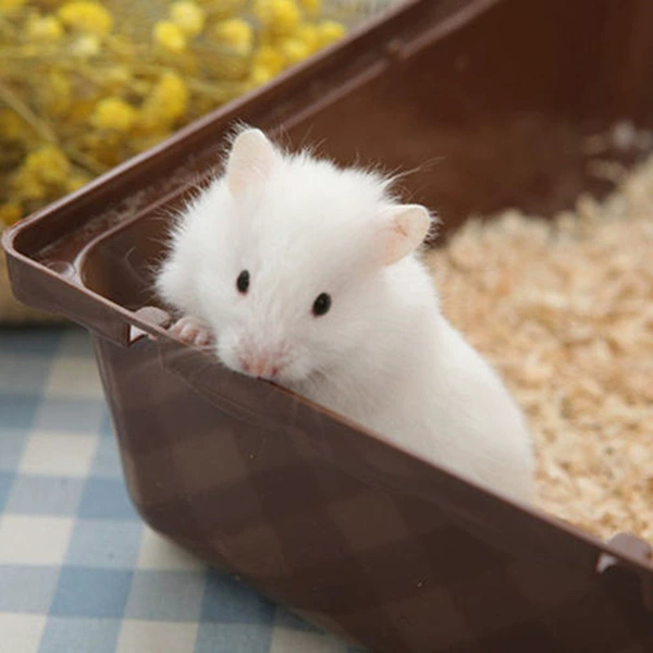 Short -haired white bear