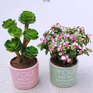 Prosperity and Good Fortune, Succulent Plants, Potted Indoor Green Plants, Easy to Grow for Novices, Colorful Flowers and Succulents Wholesale