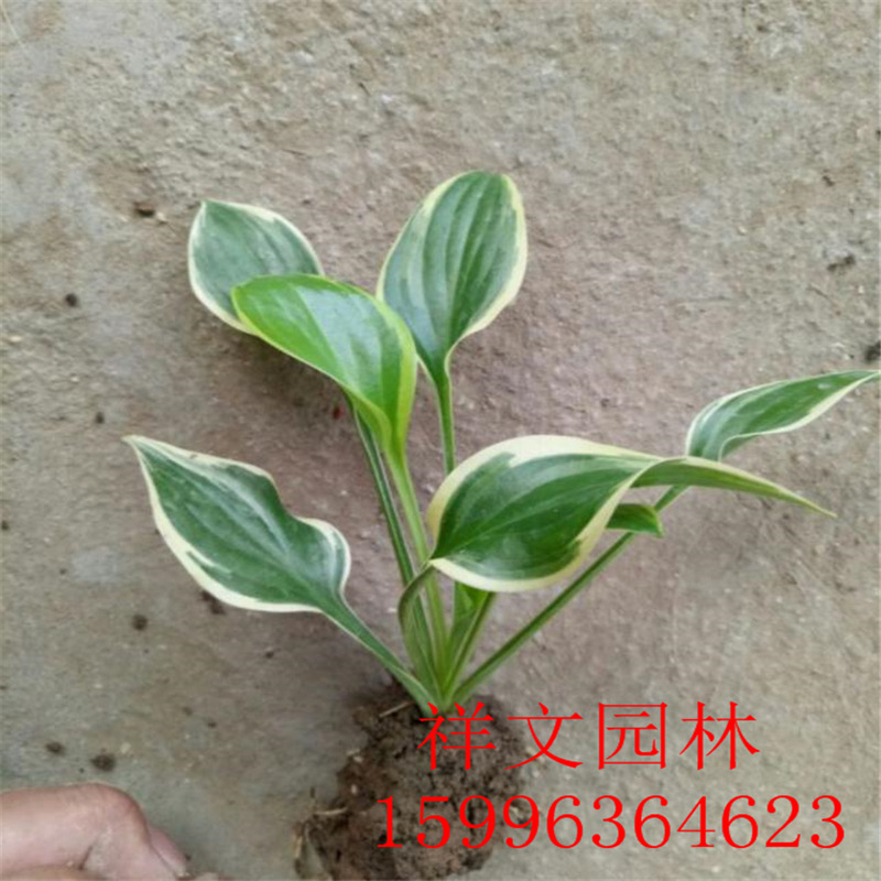 基地出售 玉簪 青叶玉簪花 金边玉簪 花叶玉簪 盆栽植物 园林绿化-阿里巴巴