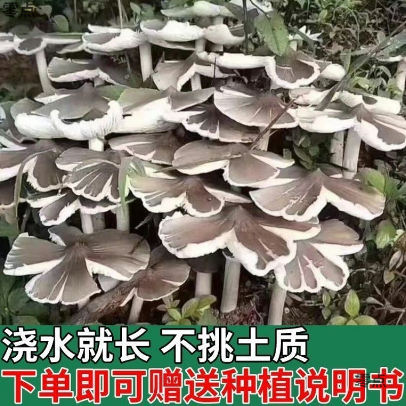 雲南アサガオ菌種、家庭で四季折々に栽培、三塔菌種、家庭で栽培されたアサガオ食用菌種、1個から送料無料|undefined