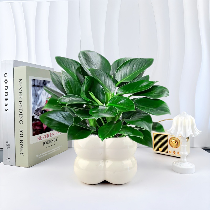 사각 그리드 크림 세라믹 화분 + [골드 다이아몬드 3개] 심고 배송 준비 완료