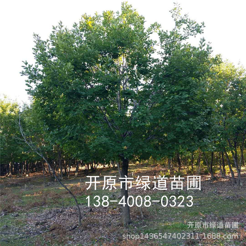 蒙古栎12-30公分 丛生蒙古栎5分枝 辽宁蒙古栎 吉林丛生蒙古栎树-阿里巴巴