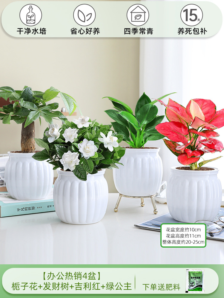 [오피스 베스트셀러 화분 4종] 치자나무 + 머니트리 + 길리레드 + 그린프린세스