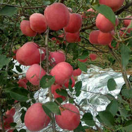 苹果种子山樱杜梨樱桃棠梨山丁子甜茶木瓜海棠樱花枳壳枸橘梨树种