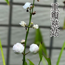 ذȹôĹNNӝ^V~B׹ŷ쾰ˮͦˮֲ