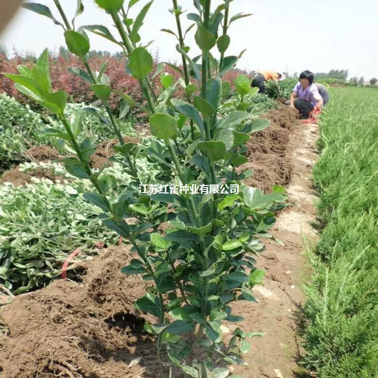 Хоккайдо Желтый Тополь Рассада Семена Дыни Большой Маленький Лист Берескета Холли Саженцы Французский Холли Забор Растение Озеленение Саженцы