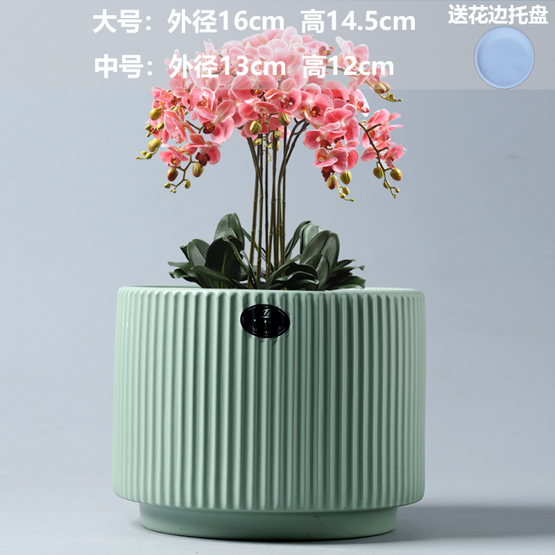 Athens tea green (with plastic tray)