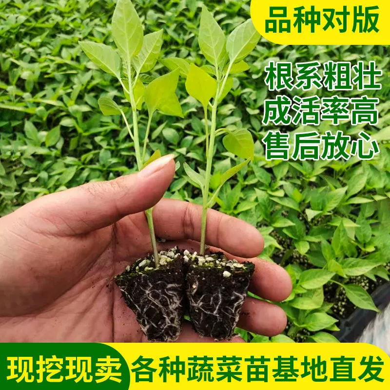 Овощная рассада Баклажаны рассада Томаты рассада Чили рассада Овощная рассада Томаты рассада Фрукты Огурец рассада