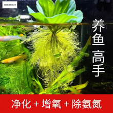 �B�~ˮ�|ˮ��ֲ�����������~��ˮ�[���B�������쾰������ſ羳