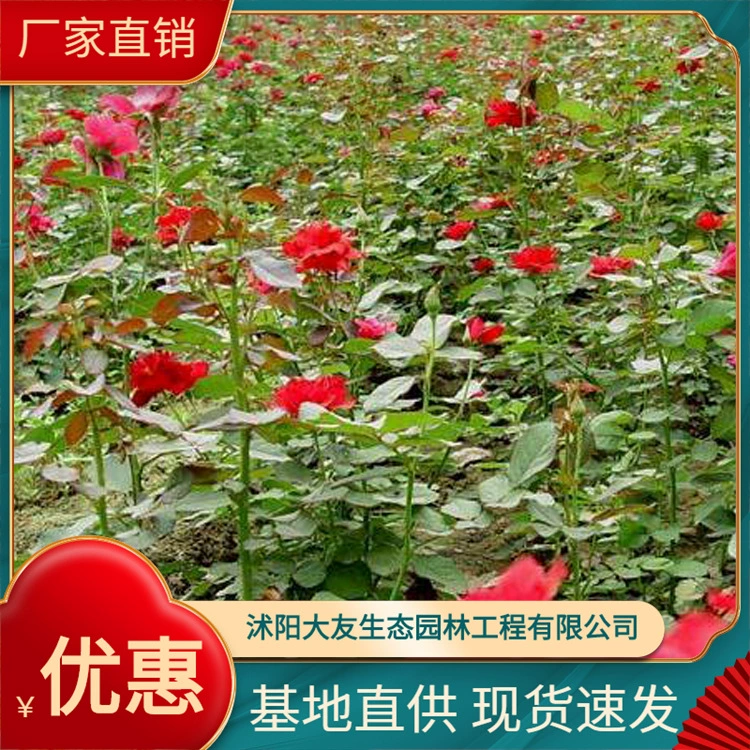 База прямых продаж Fenghua Роза рассада розы цветы розы саженцы розы оптом