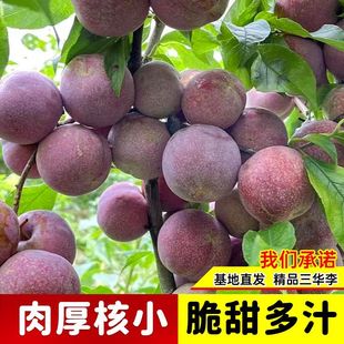 ���V���l؛�����Ә���޽��y�����A�����������Ϸ��NֲͥԺ����