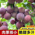 【广西发货】李子树苗嫁接银妃三华李蜂糖李果树南方种植庭院盆栽