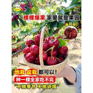 ܇���Ә�����Ҙ��m�������Ҙ�����������Ϸ������Nֲ����ͥԺ