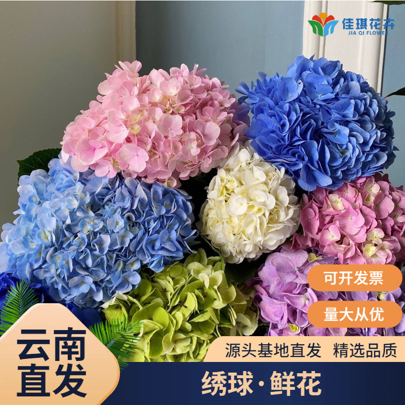 Hydrangea Flowers Wholesale Yunnan Base Straight Hair Wedding Event DIY Wedding Hydrangea Flower Arrangement Flower Materials