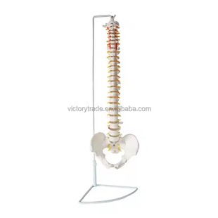 Pelvis Model Human Spine Orthopedic Use Teaching Demonstration Bone Models Joint