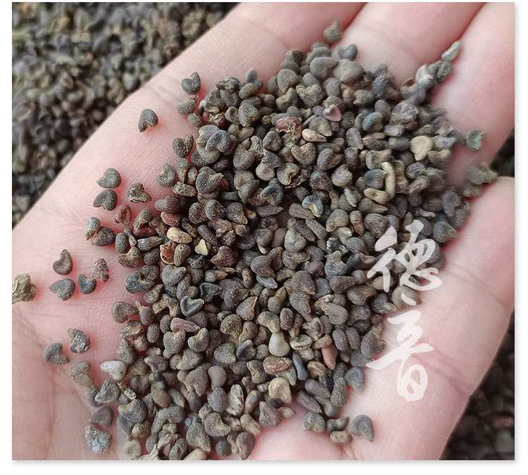 Abutilon Seeds Qing Ma Zi 500g Dried Whole Seeds Sichuan Origin Traditional Chinese Herb for Decoction Use quality and texture