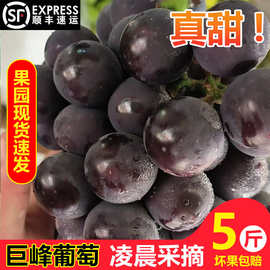 现摘巨峰葡萄东北辽宁新鲜水果5斤整箱当季发货大果孕妇黑粒无籽