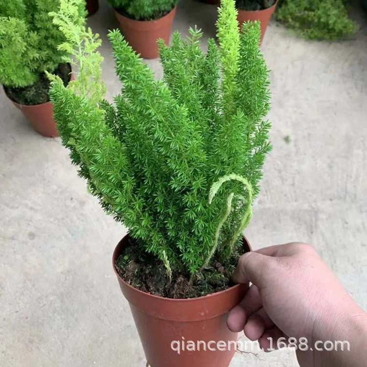 Лисий хвост спаржа горшечные растения Двор Сад счетчик зеленые посадки четыре сезона вечнозеленые Цветочные Очки Цветочные саженцы многолетние
