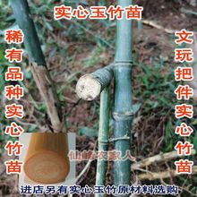 实心竹苗竹子苗庭院盆栽实心玩玉竹竹种苗文玩竹苗四季长青竹苗