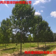 Ϟ@ֹ  Gľ   ڰϞ GNֱN